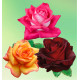 COLIBRIANT 3 ROSIERS BUISSONS : 1 ROSE GAUJARD + 1 SOLEDAD + 1 NORITA