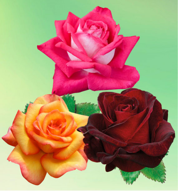 COLIBRIANT 3 ROSIERS BUISSONS : 1 ROSE GAUJARD + 1 SOLEDAD + 1 NORITA