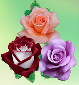 COLIBRIANT 3 ROSIERS BUISSONS : 1 BLUE MOON + 1 MAMIE DO + 1 OSIRIA