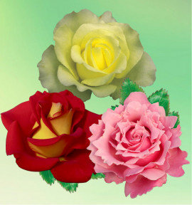 COLIBRIANT 3 ROSIERS BUISSONS : 1 AMATSU OTOME + 1 KETCHUP & MUSTARD + 1 PARFUM DE LIBERTÉ