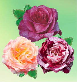 COLIBRIANT 3 ROSIERS BUISSONS : 1 VIOLETTE PARFUMÉE + 1 TRINIDAD + 1 NEW IMAGINE