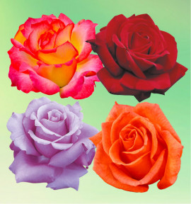 COLIBRIANT 4 ROSIERS BUISSONS : 1 PICCADILLY + 1 POEMA + 1 VIOLET PERFUME + 1 JORO