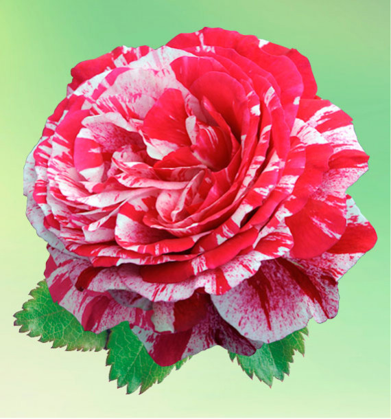 ROSIER ANCIEN FERDINAND PICHARD