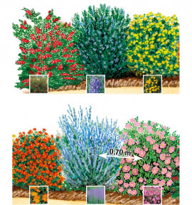 KIT HAIE BASSE FLEURIE X6 godet