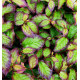 PARROTIA PERSICA PERSIAN SPIRE® Jlph01
