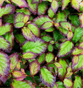 PARROTIA PERSICA PERSIAN SPIRE® Jlph01