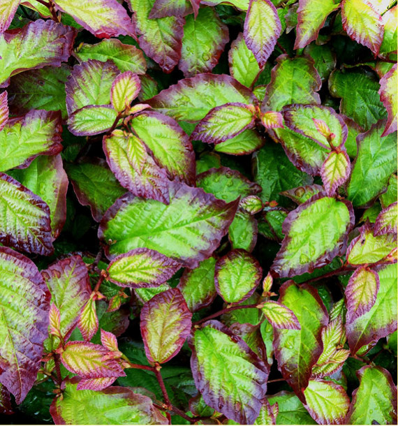 PARROTIA PERSICA PERSIAN SPIRE® Jlph01