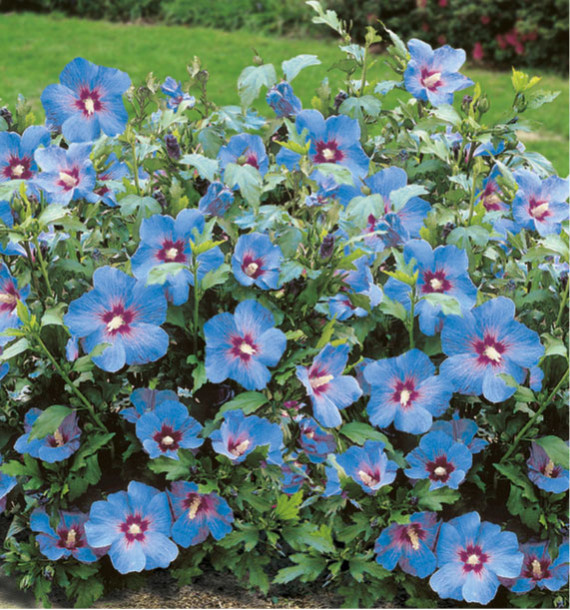HIBISCUS MARINA