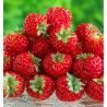 FRAISIER ANARED