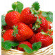 FRAISIER RABUNDA