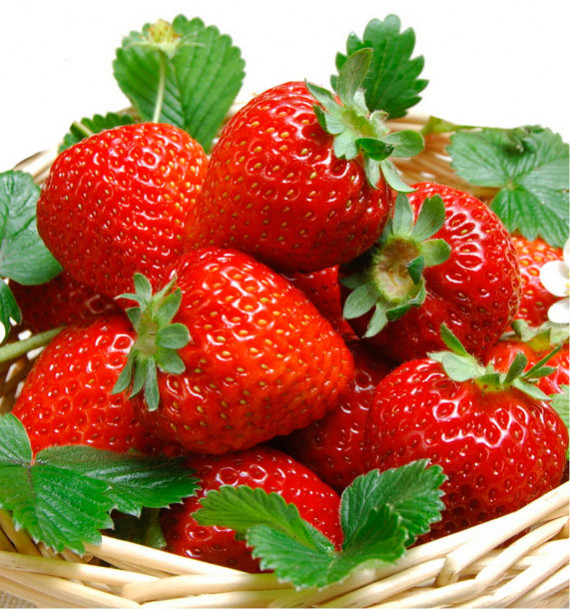 FRAISIER RABUNDA