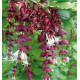 LEYCESTERIA PURPLE RAIN