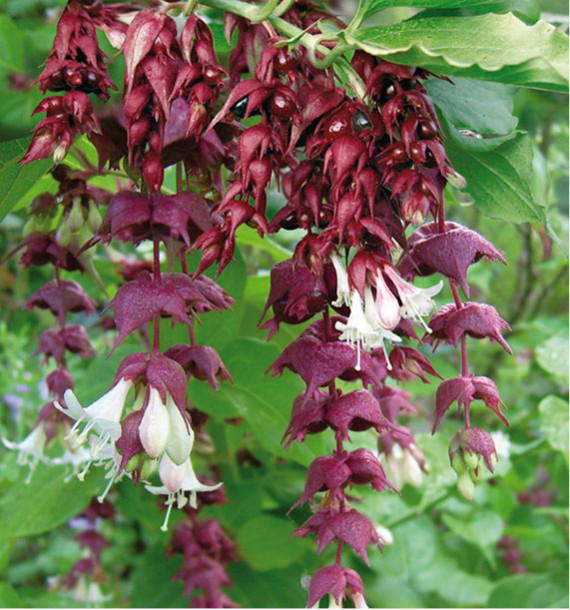 LEYCESTERIA PURPLE RAIN