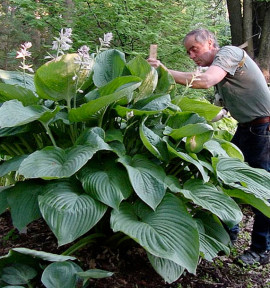 HOSTA EMPRESS WU