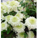 CLEMATITE MANJU®