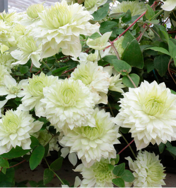 CLEMATITE MANJU®