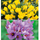 COLIBRIANT 20 BULBES D'AUTOMNE : 10 CROCUS SAFRAN + 10 COLCHIQUES JAUNE