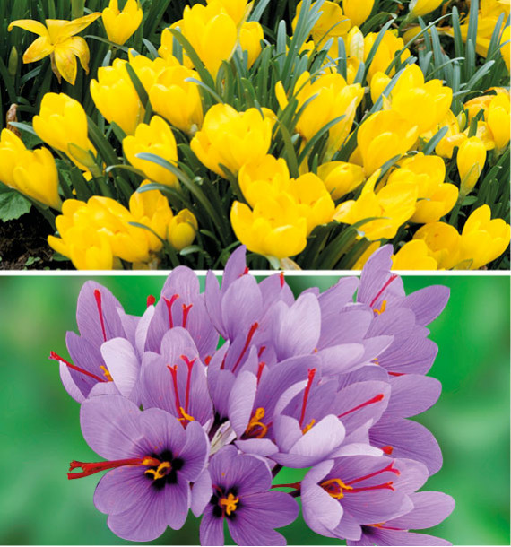 COLIBRIANT 20 BULBES D'AUTOMNE : 10 CROCUS SAFRAN + 10 COLCHIQUES JAUNE