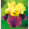 IRIS REMONTANT BLATANT