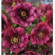 HELLEBORE DOUBLE ELLEN® RED