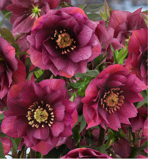 HELLEBORE DOUBLE ELLEN® RED