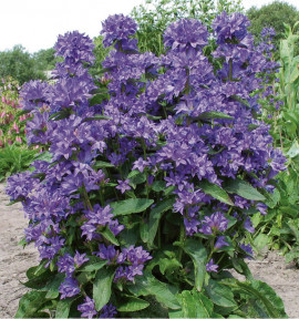 CAMPANULE FREYA