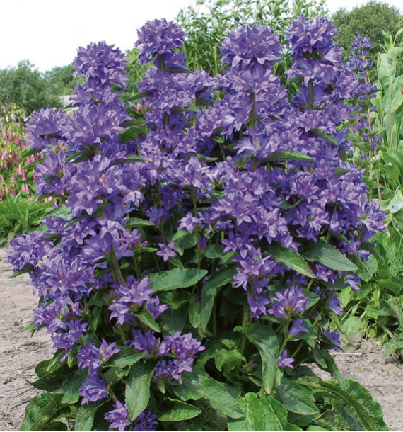 CAMPANULE FREYA