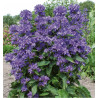 CAMPANULE FREYA