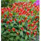 SPIGELIA LITTLE REDHEAD