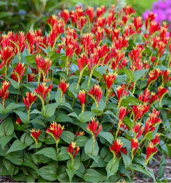 SPIGELIA LITTLE REDHEAD