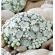 SEMPERVIVUM COLOROKZ® ARCTIC WHITE