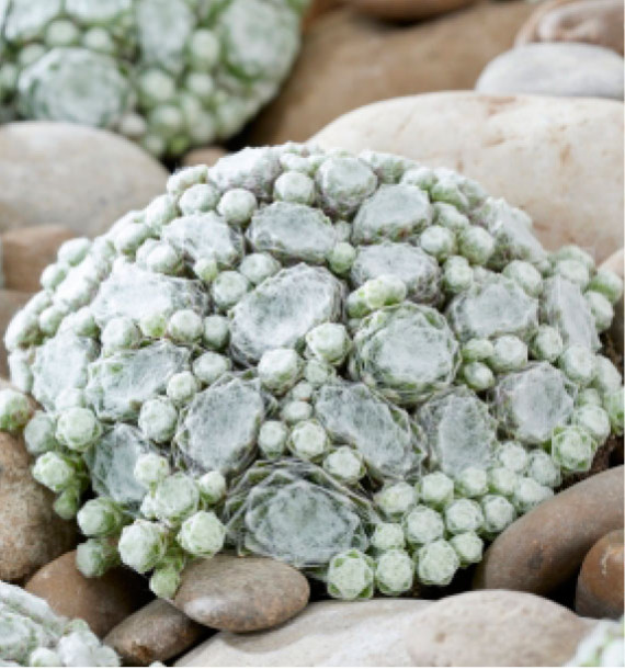 SEMPERVIVUM COLOROKZ® ARCTIC WHITE