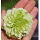 CLEMATITE MANJU®