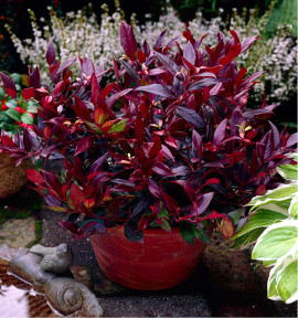 LEUCOTHOE SCARLETTA ZEBLID