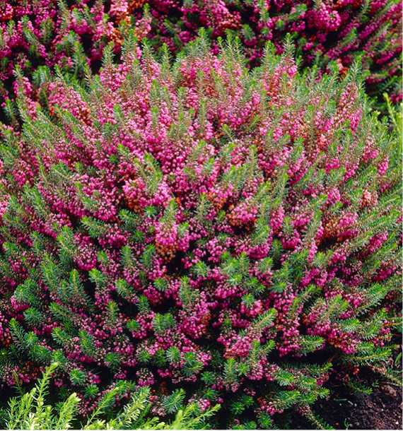 BRUYERE D’AUTOMNE MRS D.F. MAXWELL