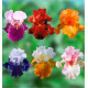 COLIBRIANT 6 IRIS GERMANICA