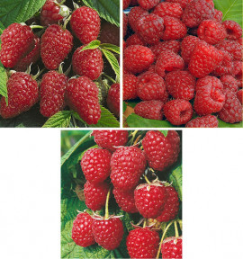 COLIBRIANT 10 FRAMBOISIERS : 2 POLKA + 4 ZEVA + 2 H&Eacute;RITAGE