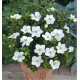 GARDENIA JASMINOIDES KLEIM 'S HARDY
