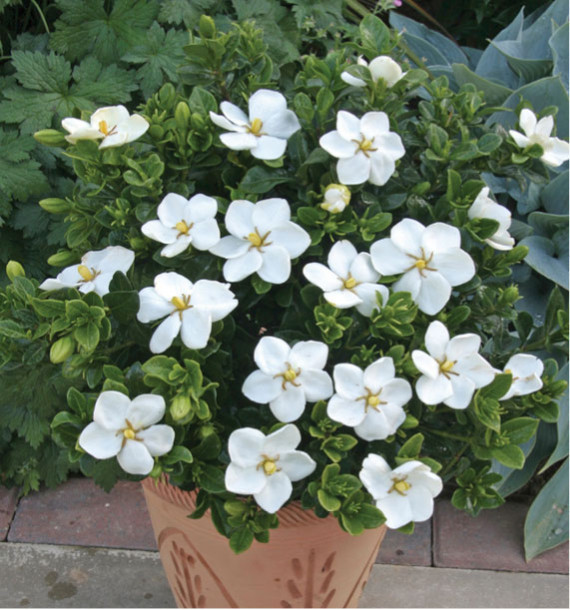 GARDENIA JASMINOIDES KLEIM 'S HARDY