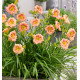 HEMEROCALLE EVERYDAYLILY BRONZE