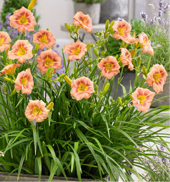 HEMEROCALLE EVERYDAYLILY BRONZE
