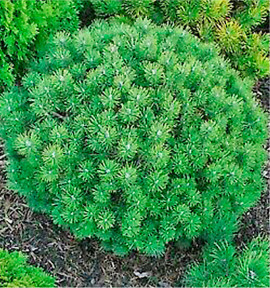 PINUS MUGO MOPS