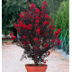 LILAS DES INDES BLACK SOLITAIRE® BEST RED