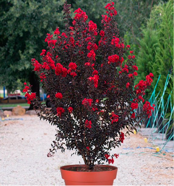 LILAS DES INDES BLACK SOLITAIRE® BEST RED