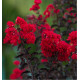 LILAS DES INDES BLACK SOLITAIRE® BEST RED