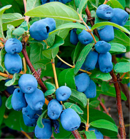 HASKAP A GROS FRUITS PRIRIKA® n°88102