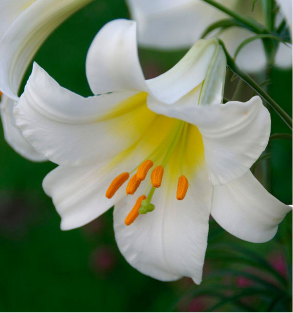 LIS ORIENTAL REGALE ALBUM