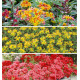 COLIBRIANT 9 SEDUMS : 3 WEIHENSTEPHANER GOLD + 3 KAMTSCHATICUM VARIEGATUM + 3 COCCINEUM