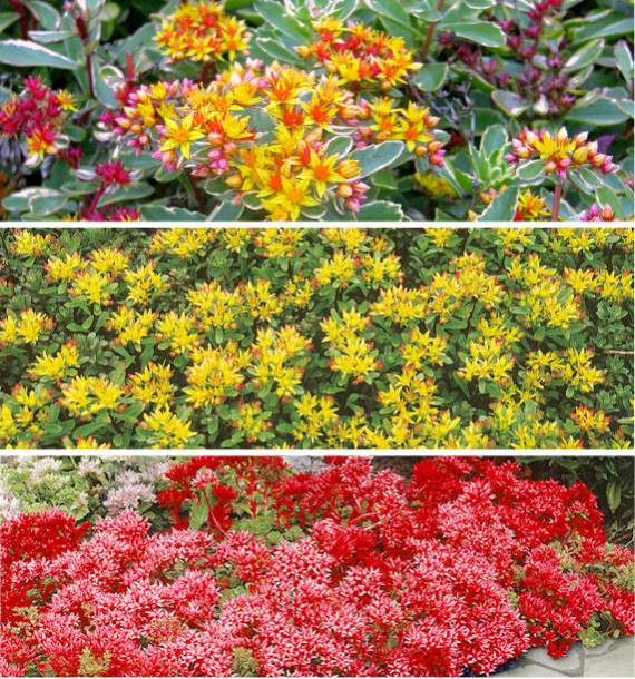 COLIBRIANT 9 SEDUMS : 3 WEIHENSTEPHANER GOLD + 3 KAMTSCHATICUM VARIEGATUM + 3 COCCINEUM