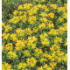 SEDUM WEIHENSTEPHANER GOLD
